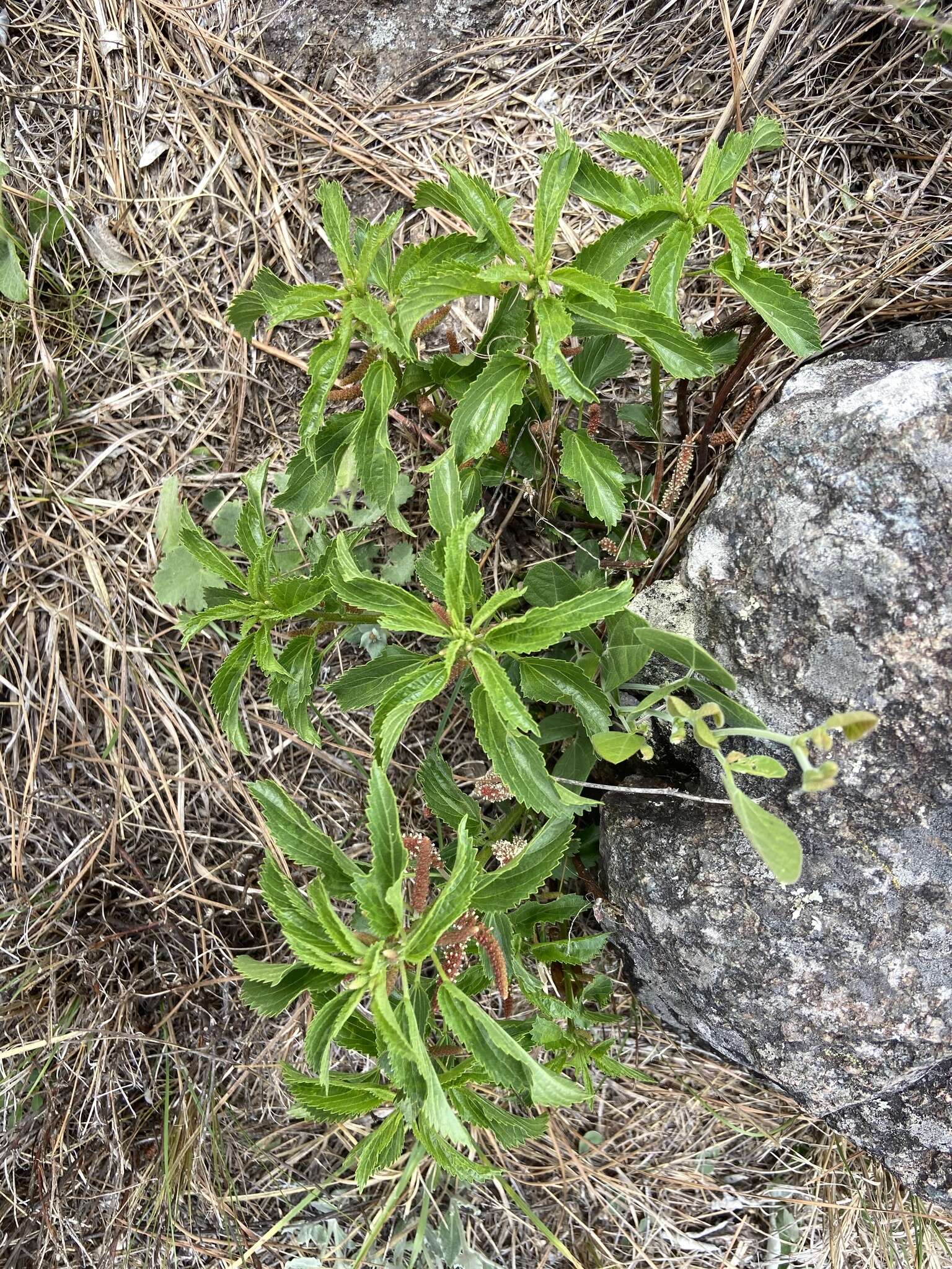 Image of Acalypha communis Müll. Arg.