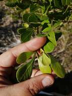 Image of Searsia lucida (L.) F. A. Barkley