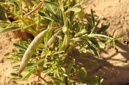 Image of Cleome amblyocarpa Barr. & Murb.