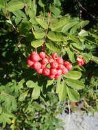 صورة Sorbus sitchensis var. grayi (Wenzig) C. L. Hitchc.