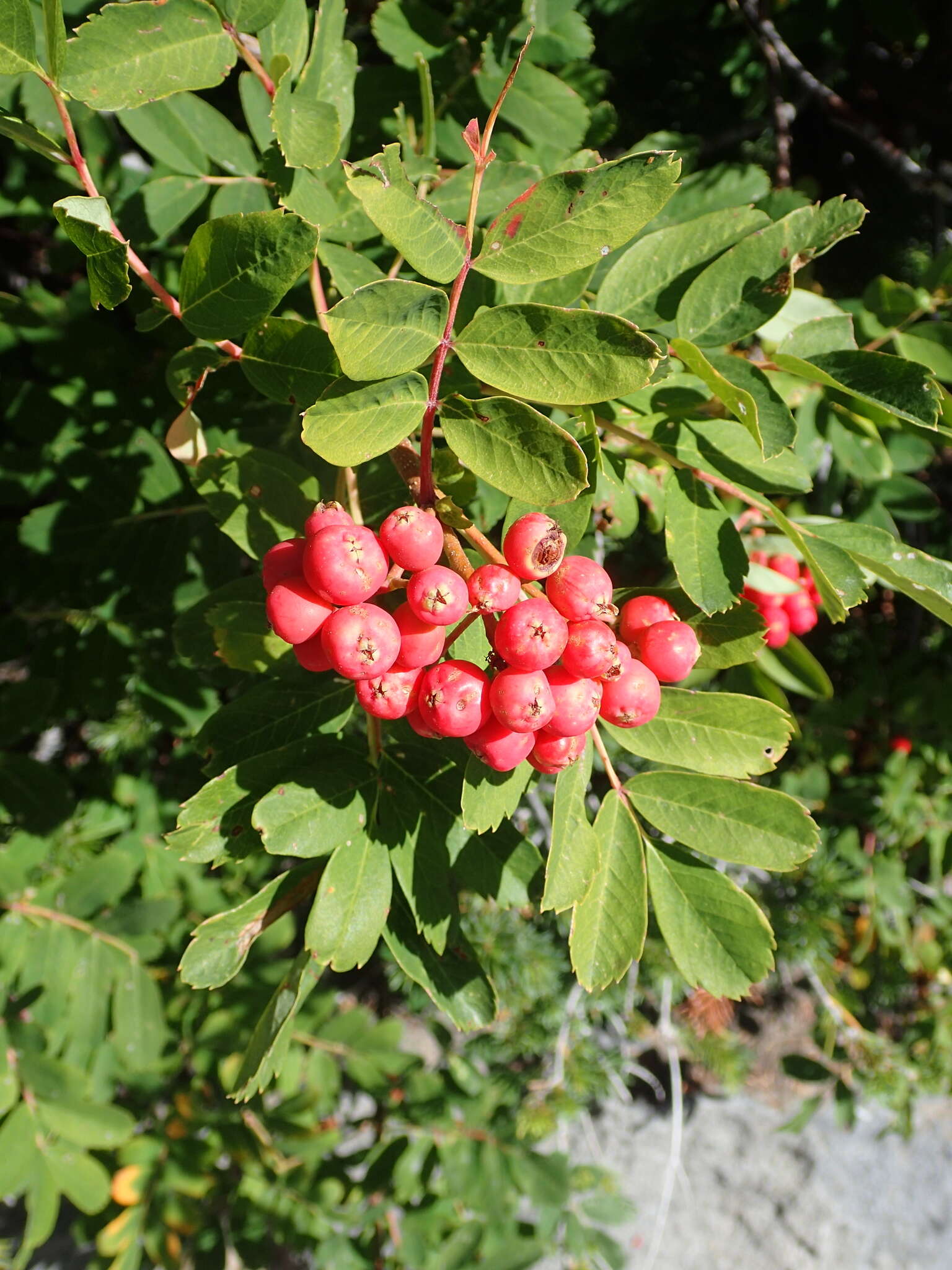 صورة Sorbus sitchensis var. grayi (Wenzig) C. L. Hitchc.