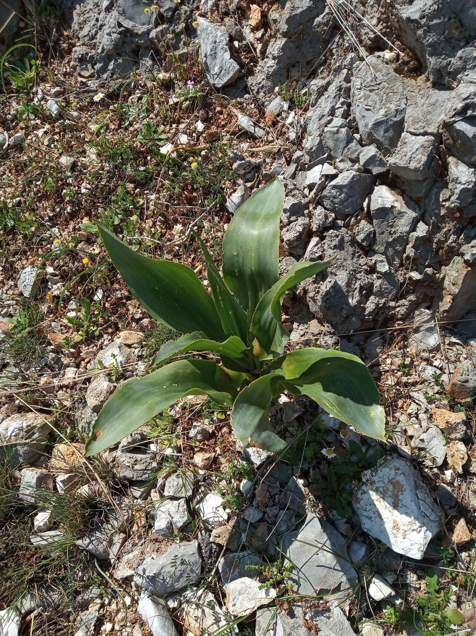 Image of Drimia numidica (Jord. & Fourr.) J. C. Manning & Goldblatt