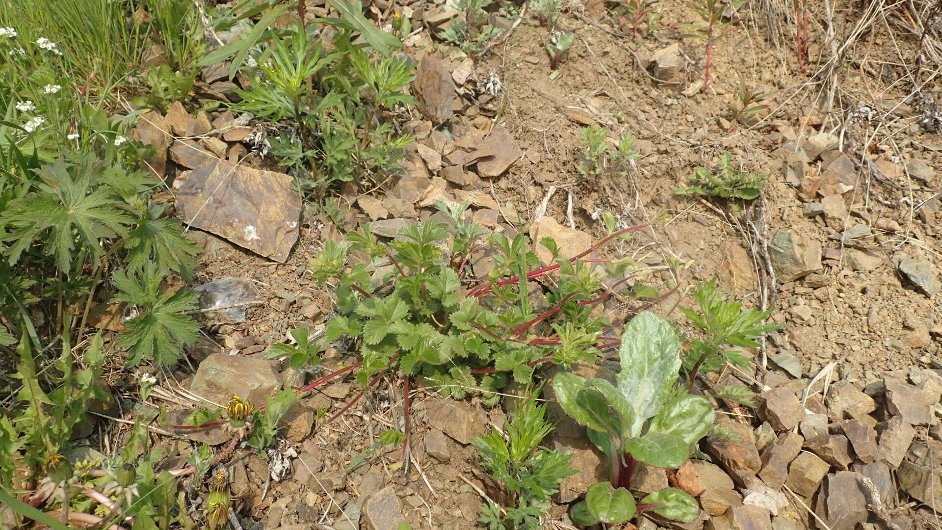 Imagem de Potentilla stolonifera Lehm. ex Ledeb.