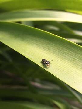 Image of Māori Masked Bee