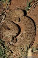 Imagem de Crotalus oreganus concolor Woodbury 1929