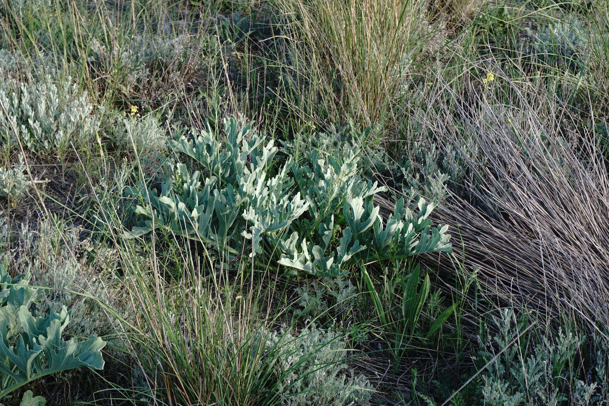 Image of Crambe tataria Sebeók