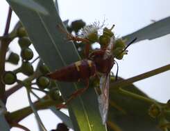 Image of Pacific Cicada Killer