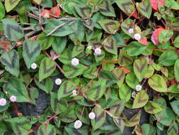 Imagem de Persicaria capitata (Buch.-Ham. ex D. Don) H. Gross