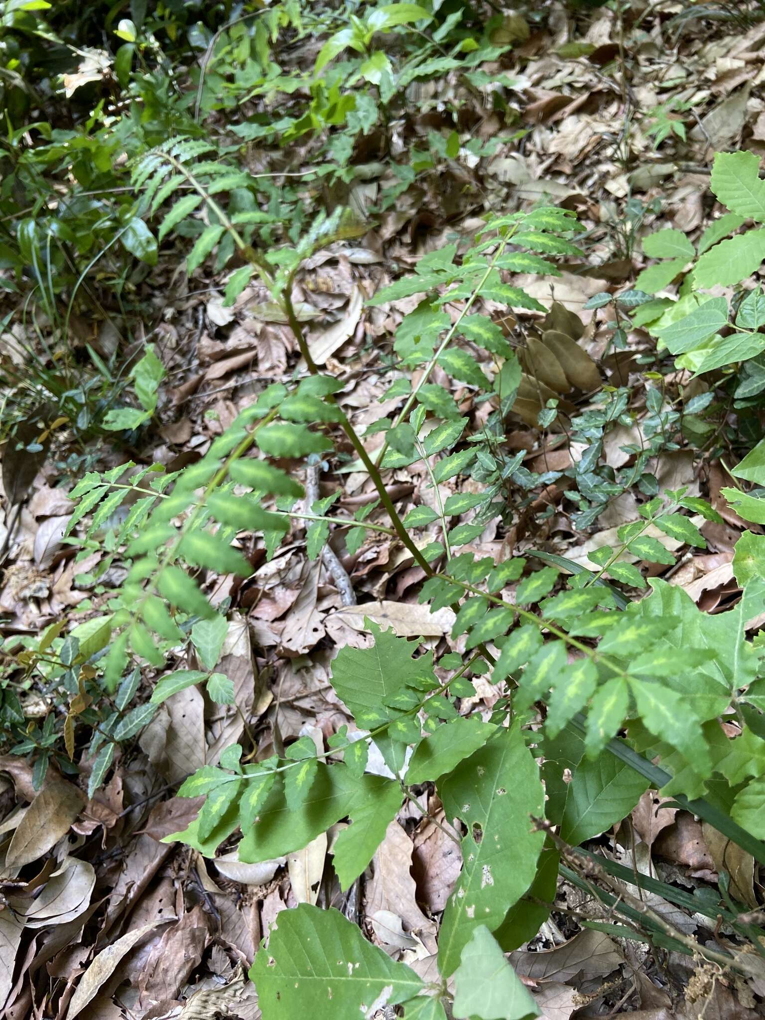 Imagem de Zanthoxylum piperitum (L.) DC.