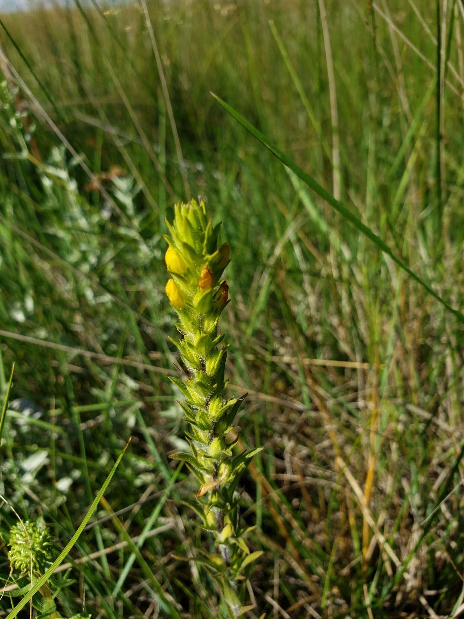 Imagem de Orthocarpus luteus Nutt.