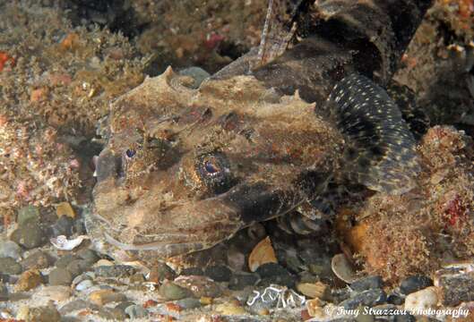 Слика од Cymbacephalus nematophthalmus (Günther 1860)