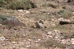 Image of Anatolian ground squirrel