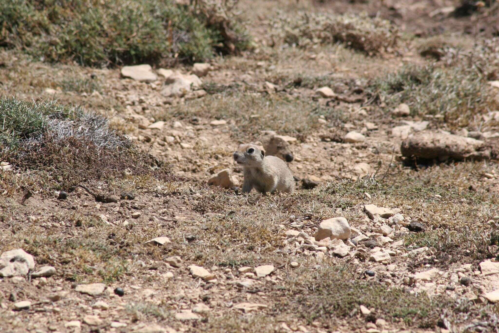 Image of Anatolian ground squirrel