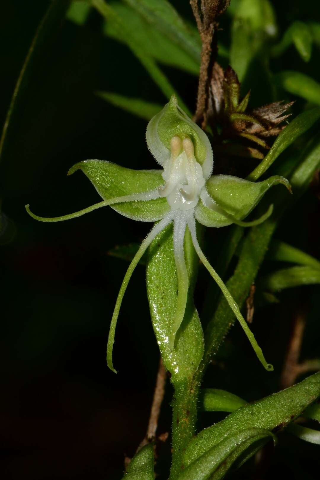 Image of Habenaria crassicornis Lindl.