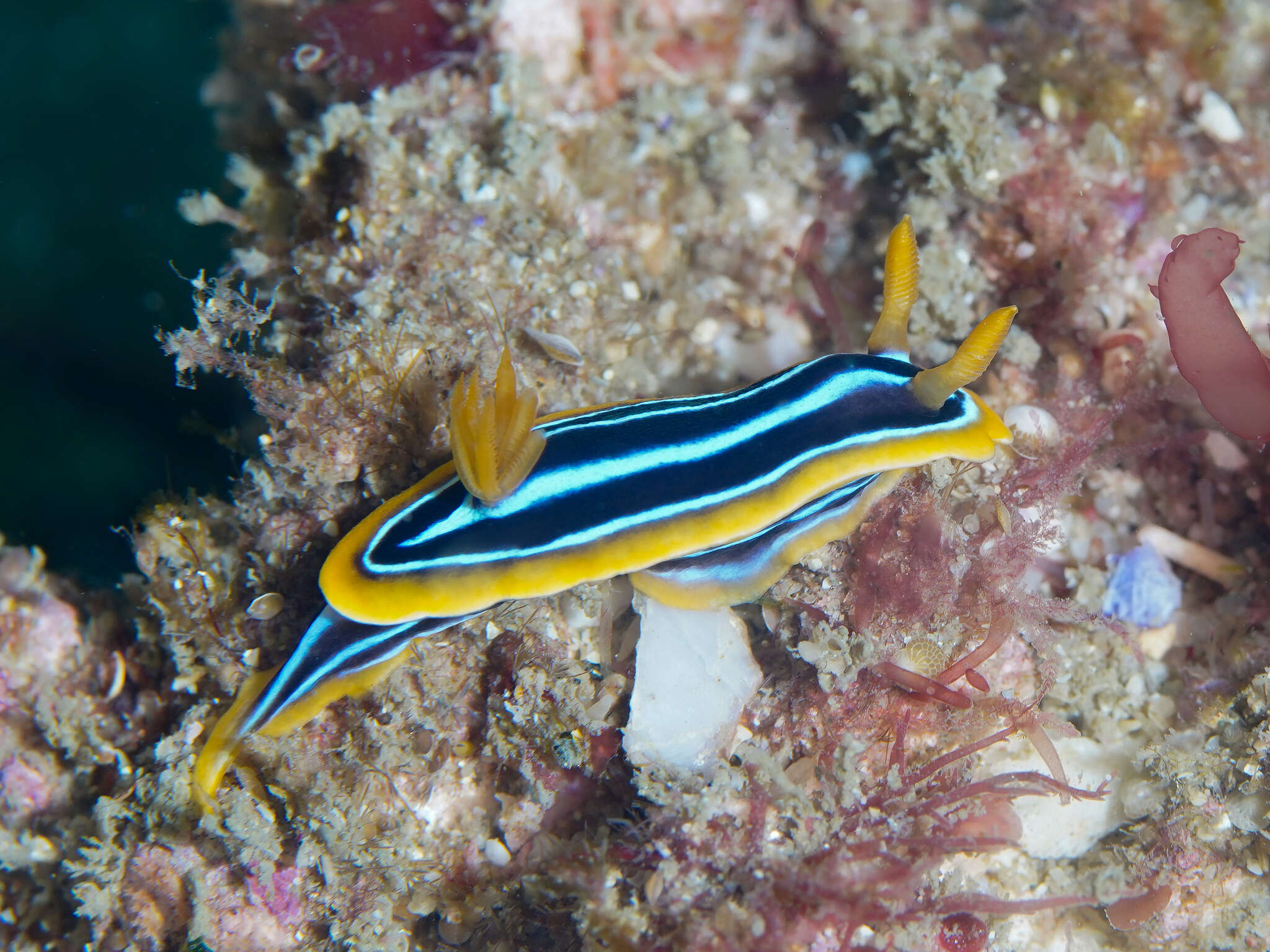 Image of Kuiter's black white orange slug