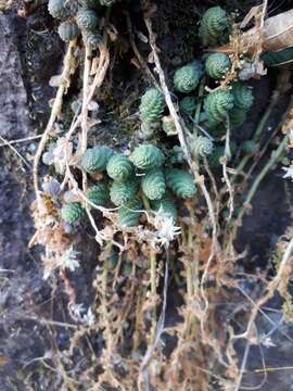 Image of Sedum greggii Hemsl.