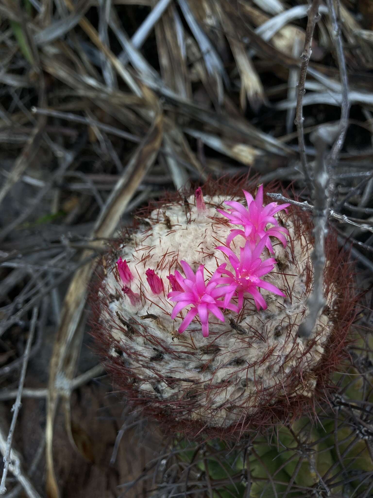 Image of Melocactus curvispinus subsp. dawsonii (Bravo) N. P. Taylor