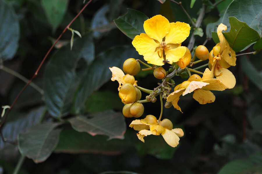 Senna latifolia (G. Mey.) H. S. Irwin & Barneby resmi