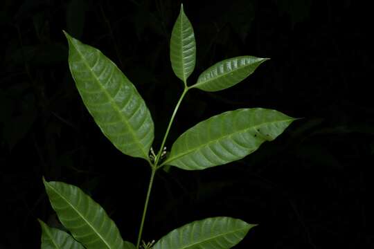 Image of Tabernaemontana disticha A. DC.