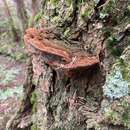 Imagem de Phellinus piceinus (Peck) Pat. 1900