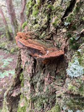 Imagem de Phellinus piceinus (Peck) Pat. 1900