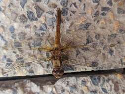 Image de Sympetrum gilvum (Selys 1884)