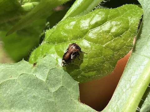 Image of Black Locust Treehopper