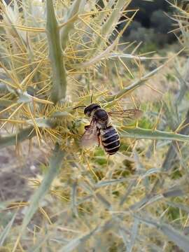 Image of Megachile albisecta (Klug 1817)