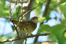 Locustella lanceolata (Temminck 1840) resmi