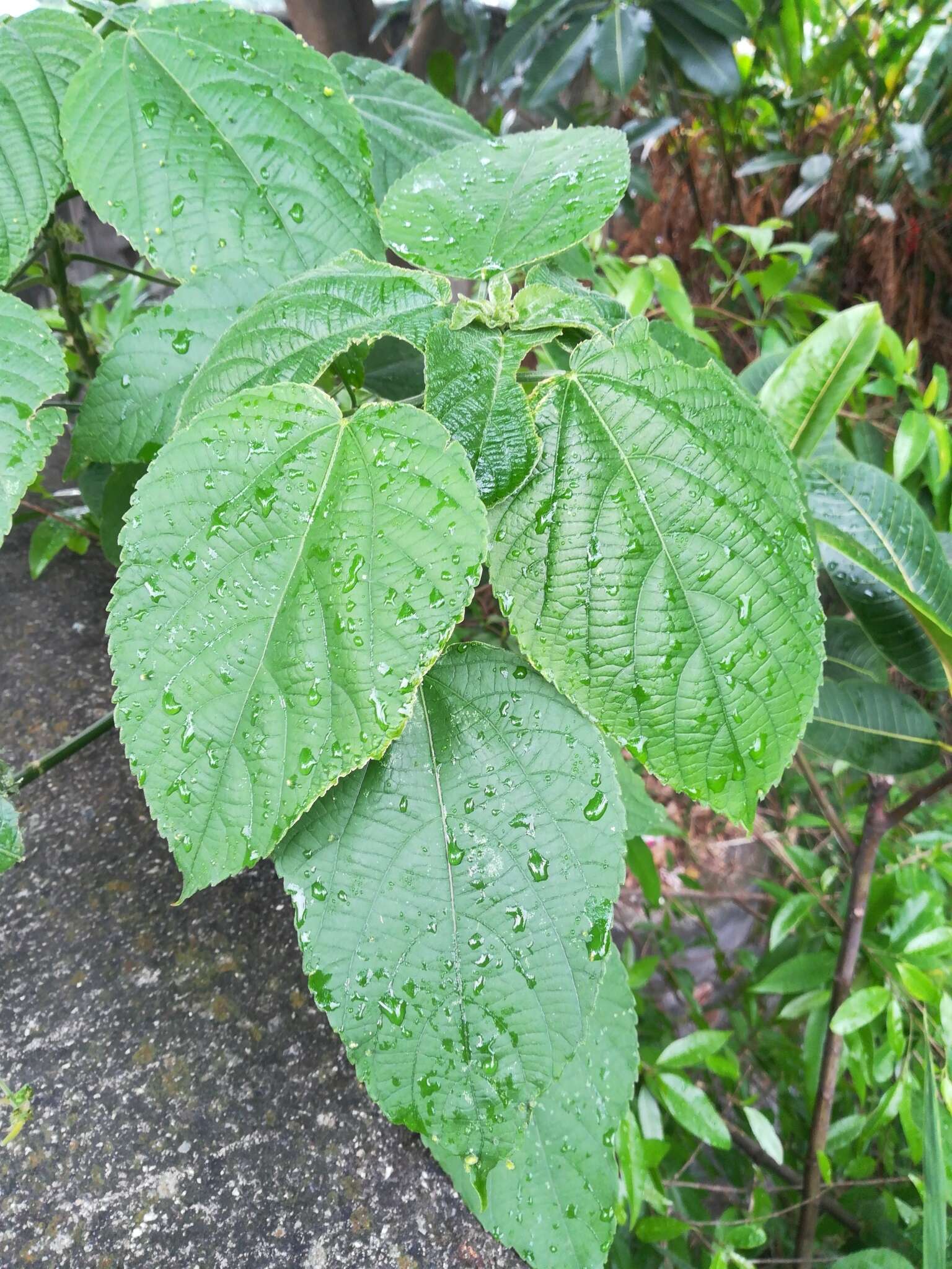 Imagem de Acalypha macrostachya Jacq.