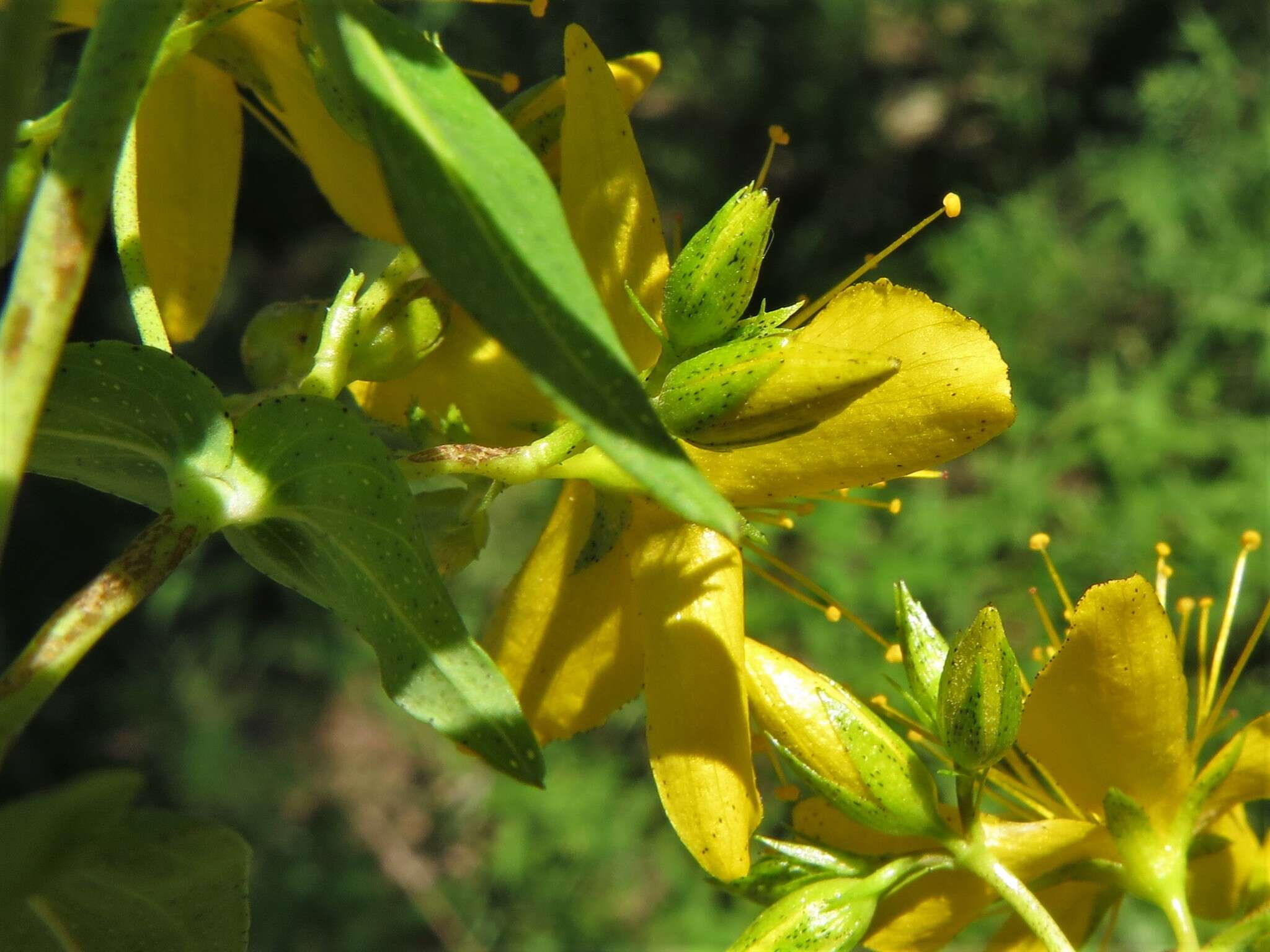 Imagem de Hypericum pseudomaculatum Bush