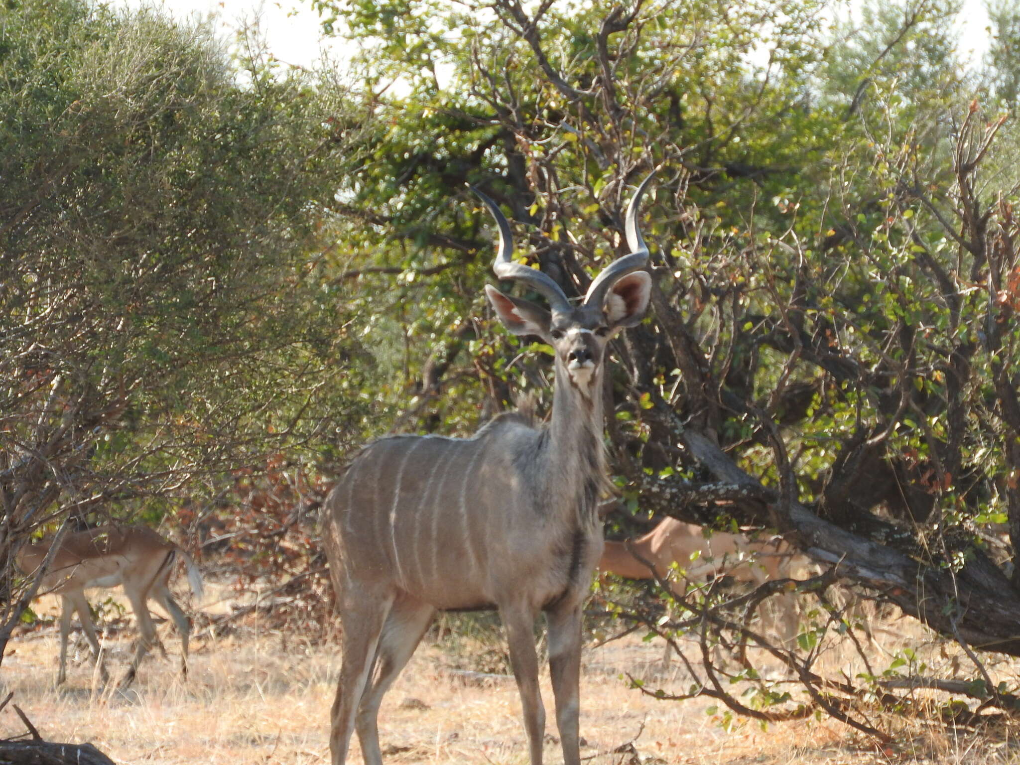 Tragelaphus strepsiceros strepsiceros (Pallas 1766)的圖片