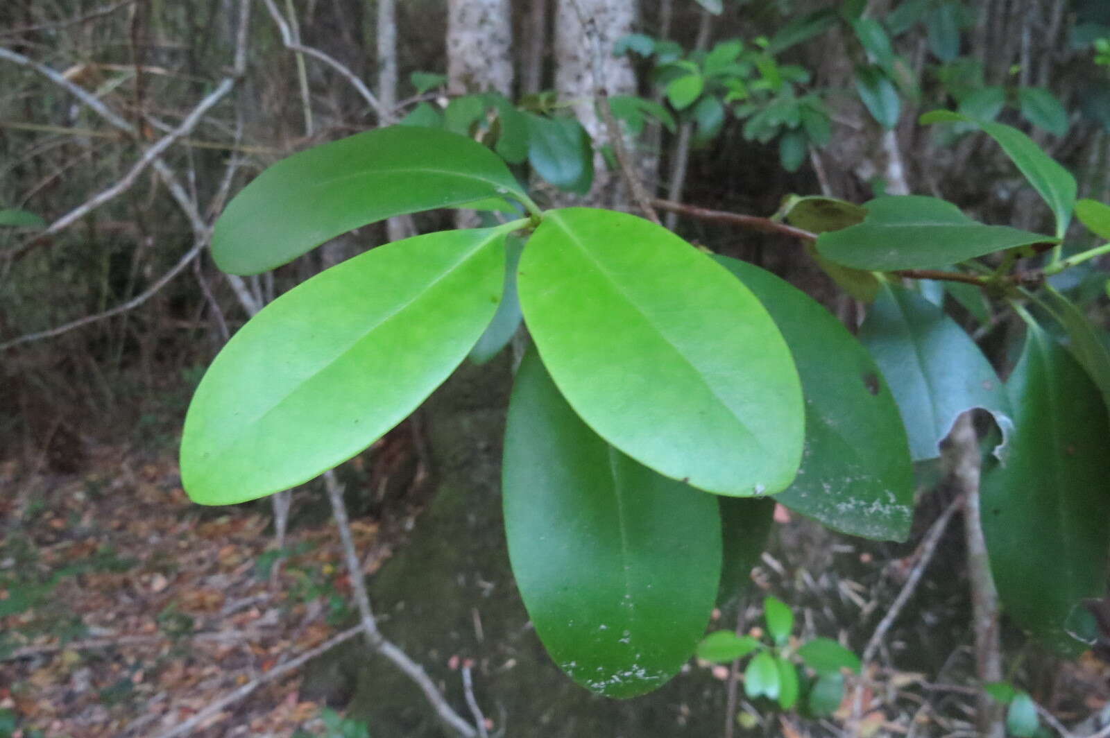 Image of Gomortegaceae