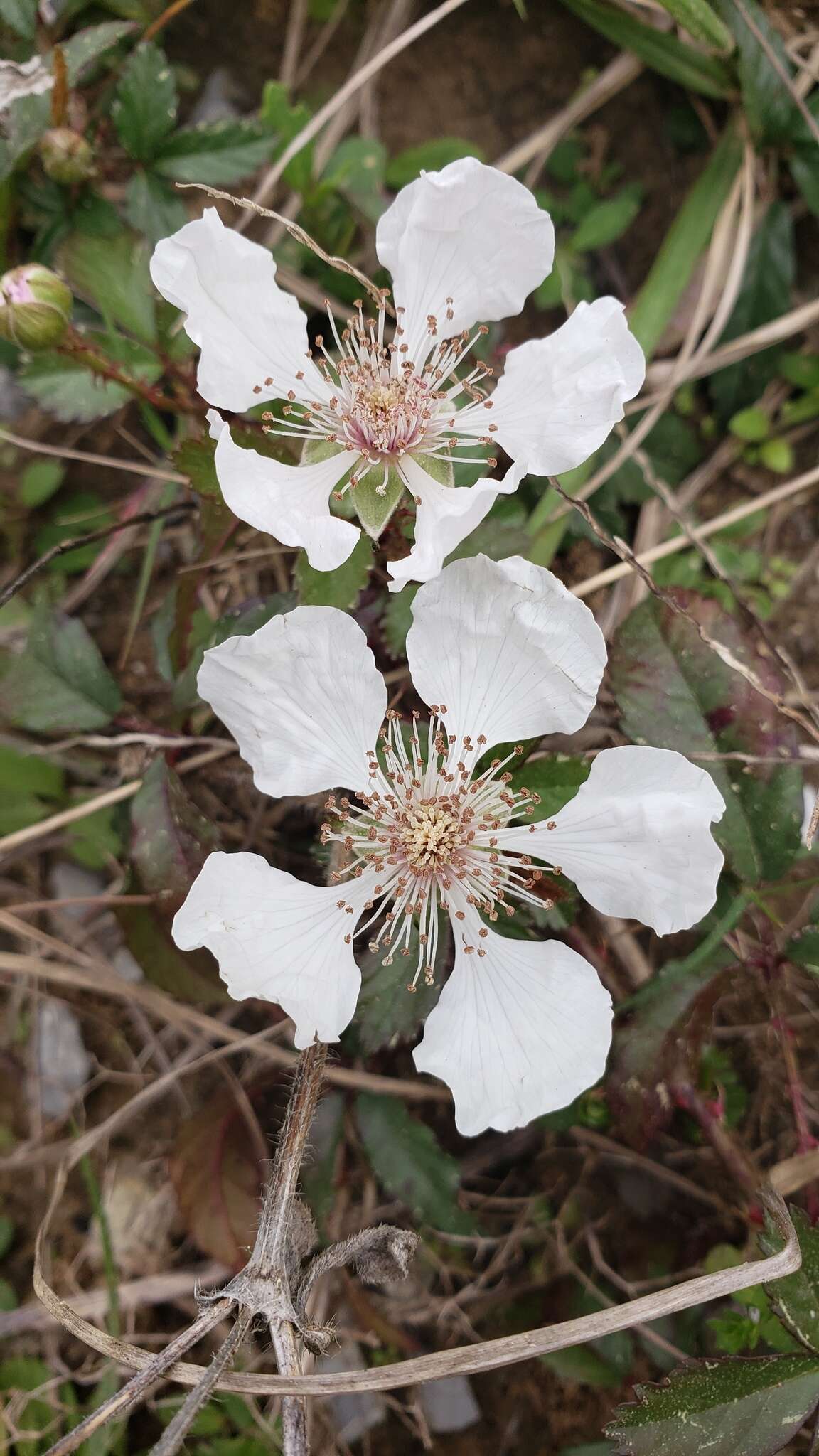 Слика од Rubus pensilvanicus Poir.