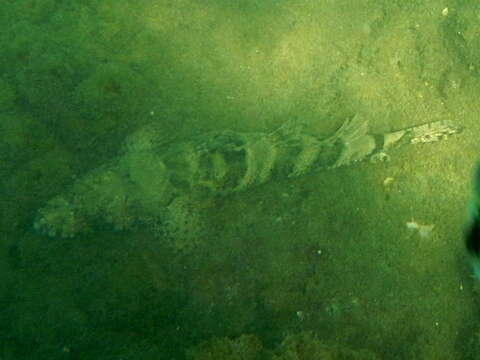 Image of Fringe-eyed flathead