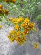 Image of Drummond's goldenbush