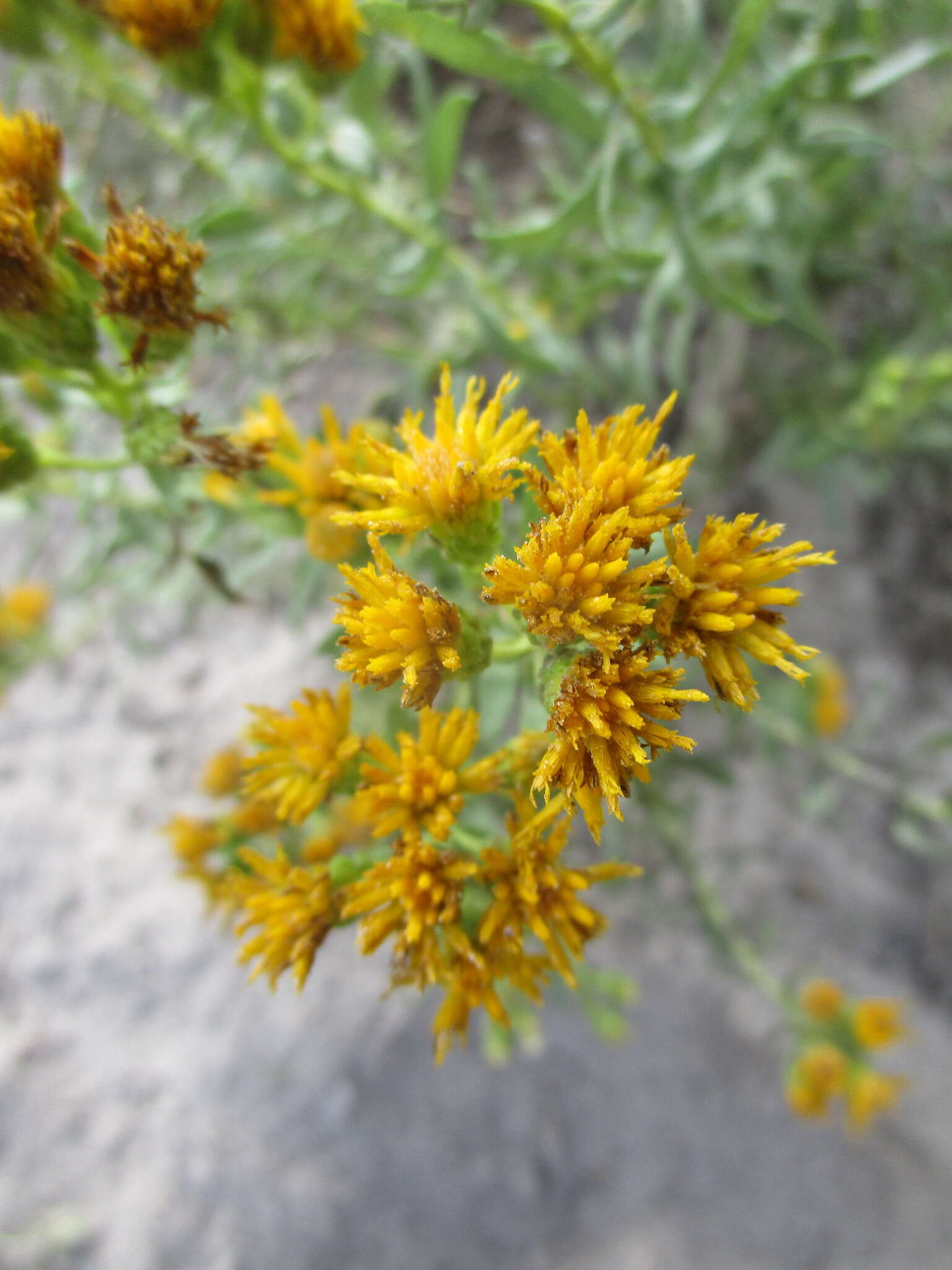 Image of Drummond's goldenbush