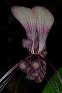 Image of Tacca integrifolia Ker Gawl.