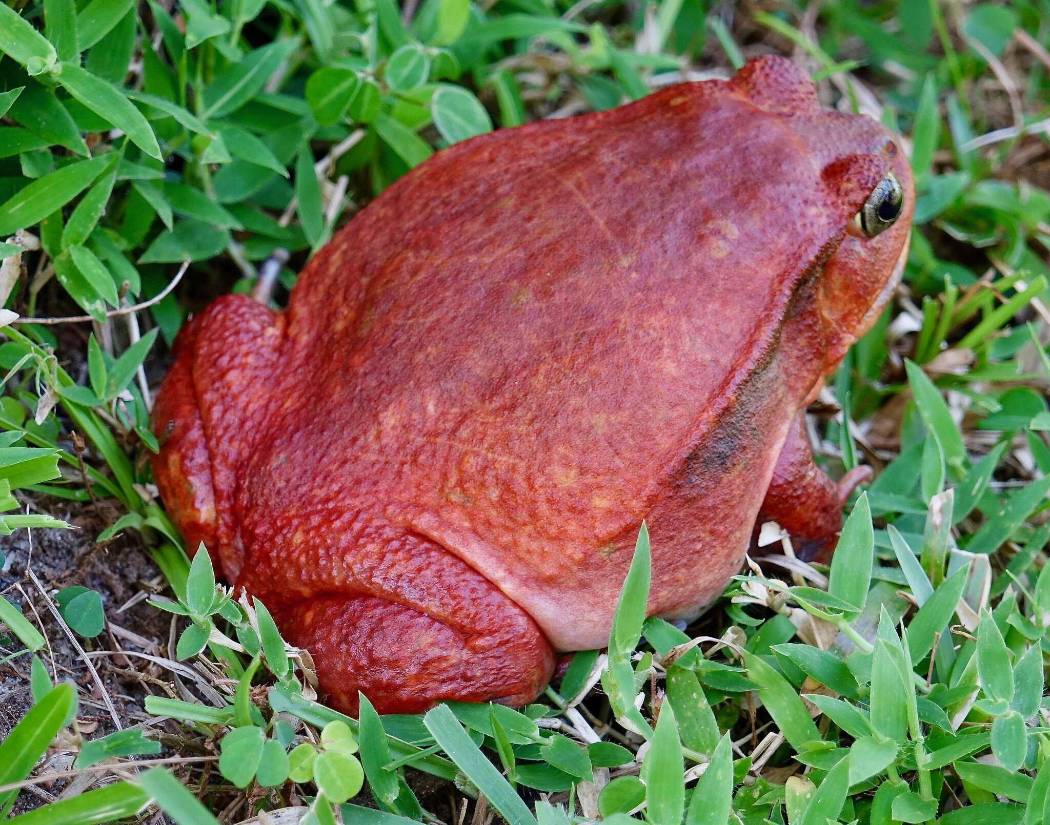 Image of Tomato Frogs