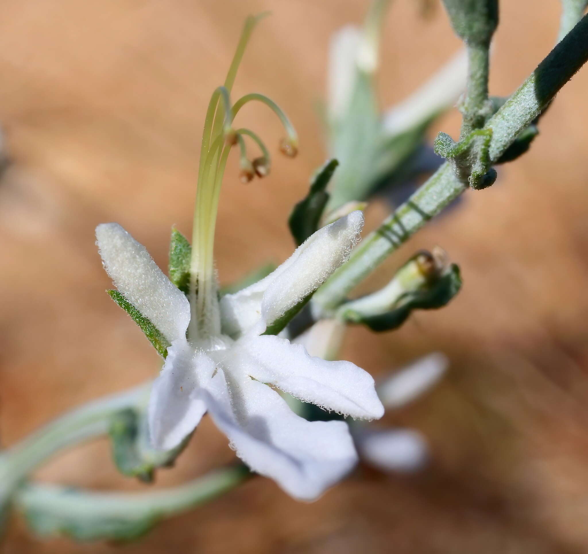 Image of Teucrium racemosum R. Br.