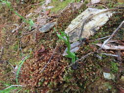 Image of Platanthera formosana (T. P. Lin & K. Inoue) Efimov