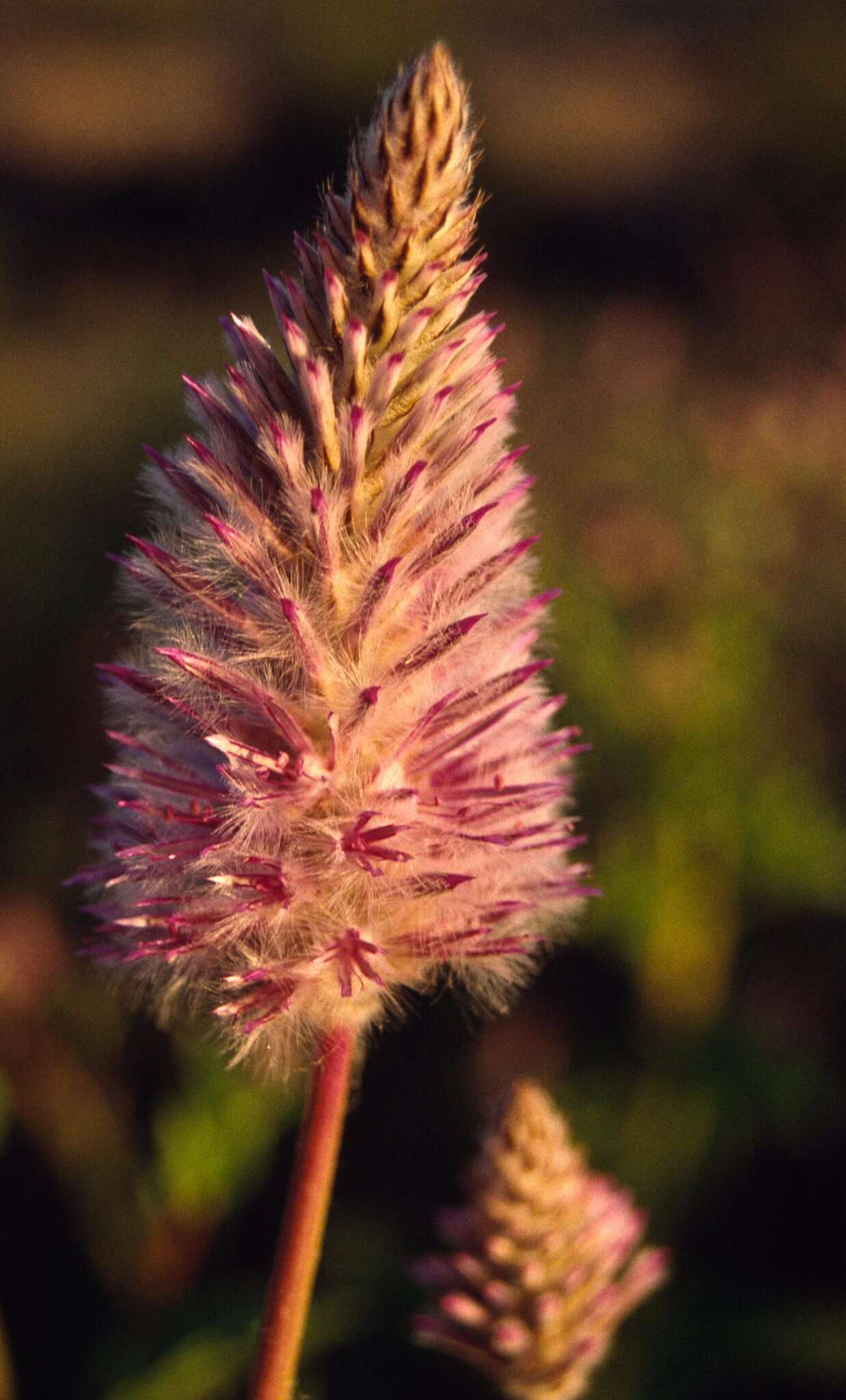 Image de Ptilotus exaltatus Nees