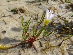 Image of Oxalis levis Salter