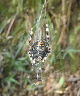 Imagem de Caerostris sexcuspidata (Fabricius 1793)