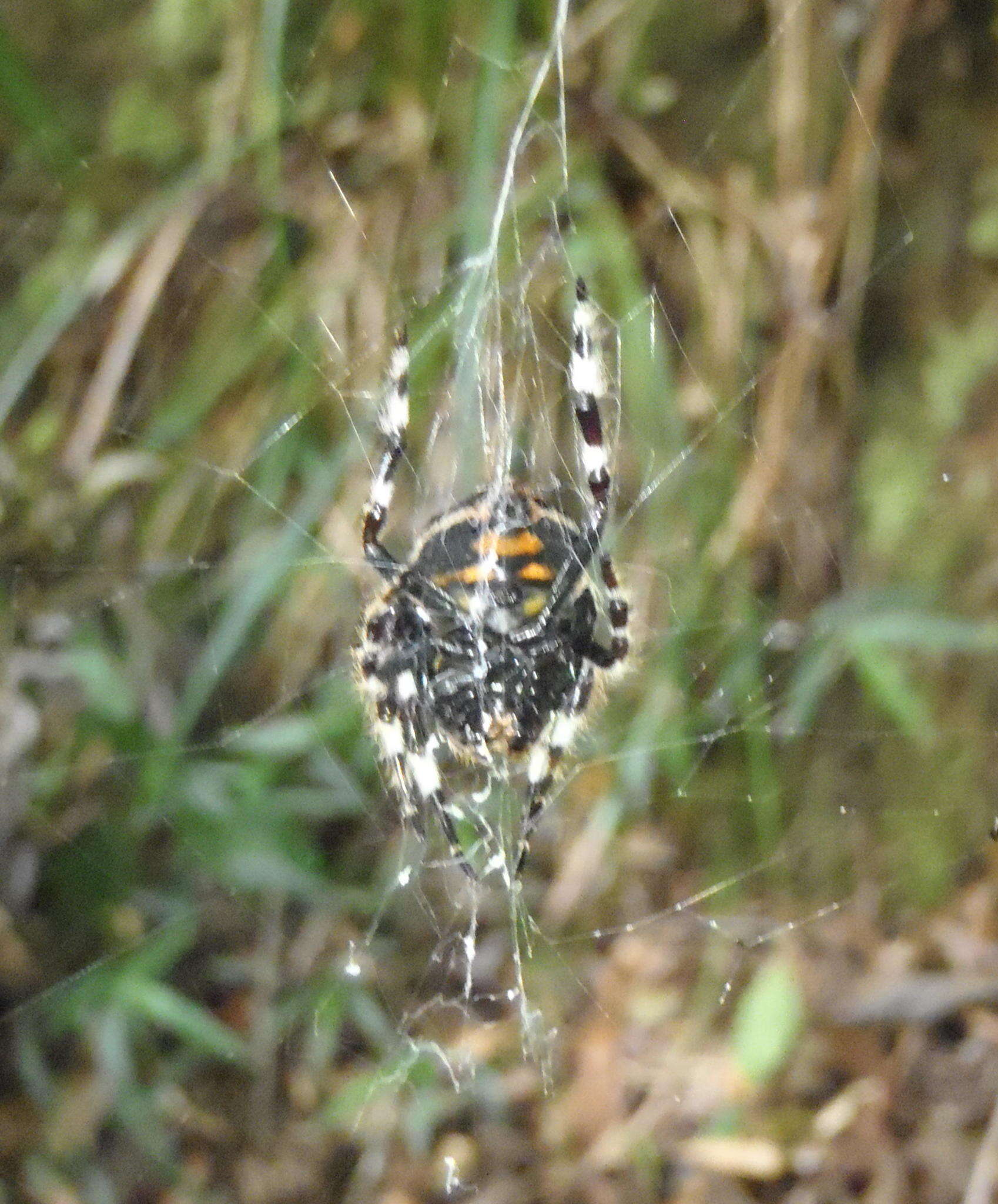 Imagem de Caerostris sexcuspidata (Fabricius 1793)