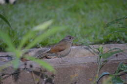 Image of Pale-breasted Thrush