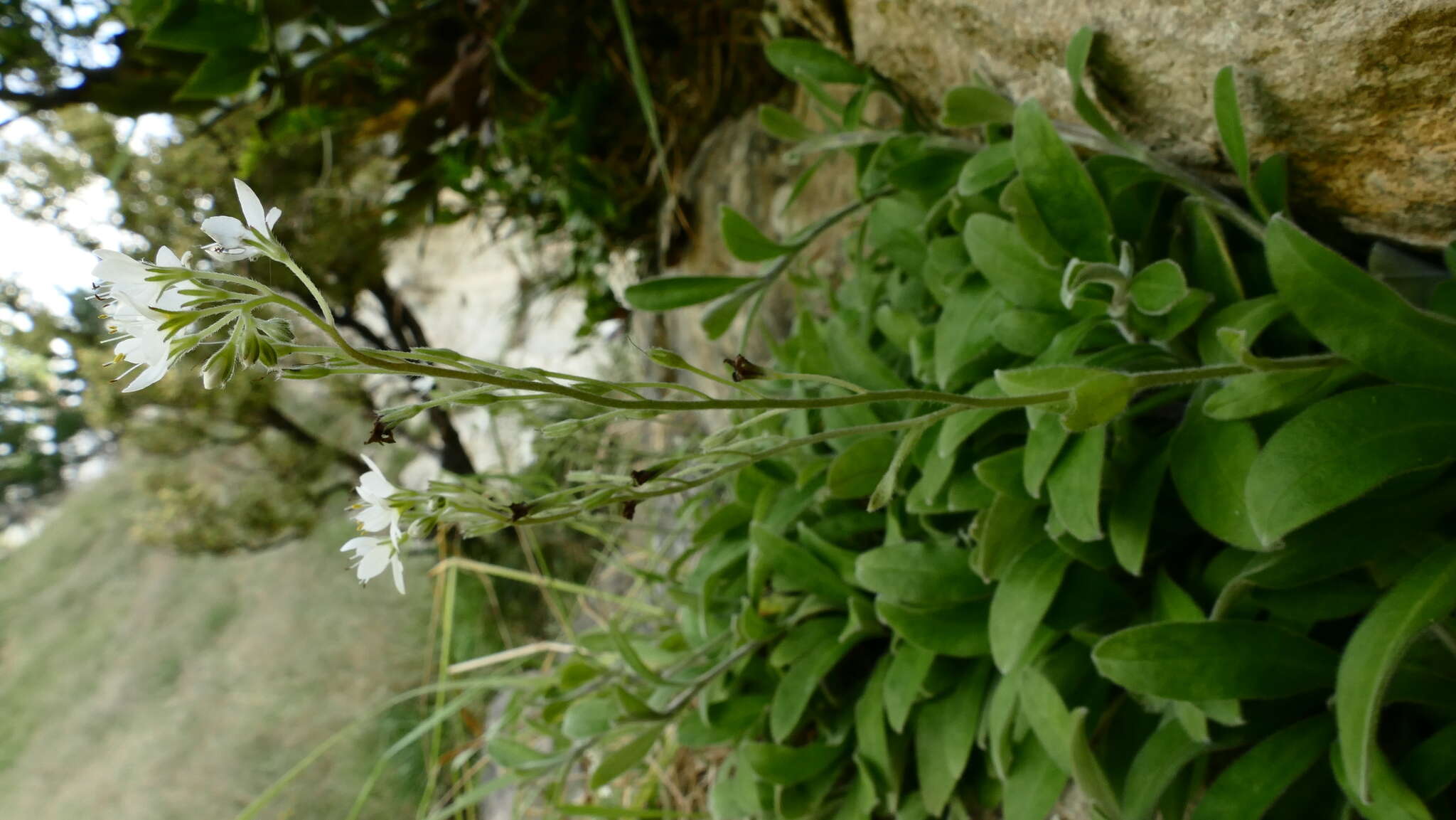 Image de Myosotis brockiei subsp. dysis Courtney & Meudt