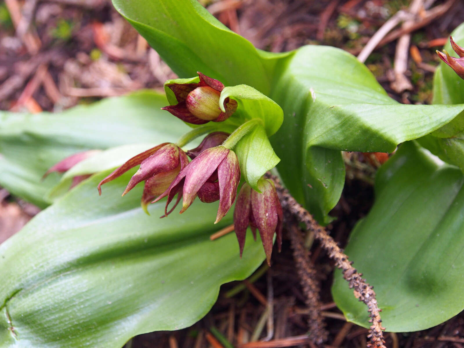 Image of Clustered lady's slipper