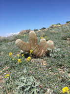 Image of Echinocereus dasyacanthus subsp. dasyacanthus