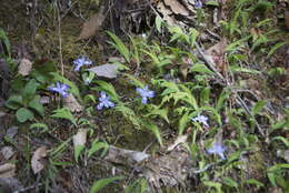 Image of crested iris